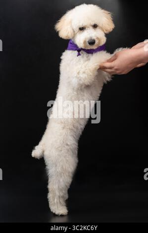 Niedlicher weißer Pudel Hundestand, der menschliche Hände isoliert auf schwarzem Hintergrund hält Stockfoto