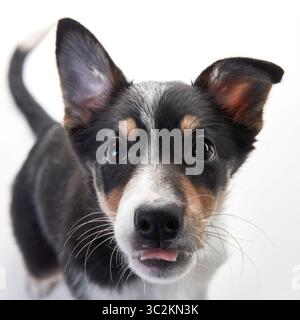 Ein Border Collie Hündchen blickt direkt in die Linse, die Ohren sind neugierig. Der weiße Hintergrund betont die scharfen Merkmale und die weichen Eigenschaften des Hündchens Stockfoto