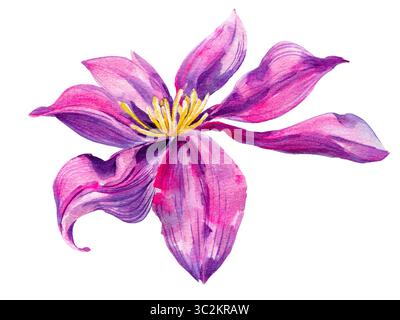 Clematis blühende Blume, anmutig. Violett mit gelben Staubblättern auf weißem Hintergrund. Handgezeichnet mit Aquarellen mit Textur Stockfoto