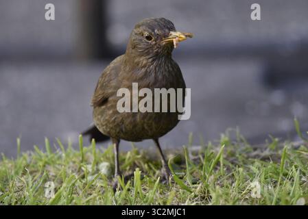 Bild eines weiblichen gemeinen Amsels (Turdus merula) auf kurzem Gras, linkes Auge auf der Kamera, mit Würmern im Schnabel, aufgenommen Mitte Wales, Juli Stockfoto