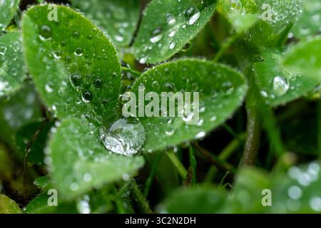 Makro von Wassertropfen auf Kleeblättern Stockfoto