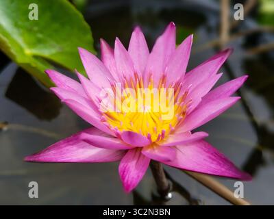 Nahaufnahme einer leuchtenden rosafarbenen Seerose mit gelber Mitte in einem Teich. Stockfoto