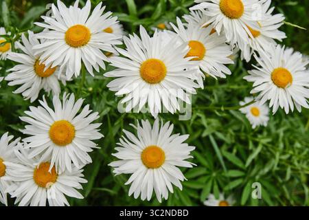 Ansammlung von frischen weißen Gartenblüten mit gelben Mitte in voller Blüte, umgeben von grünem Laub. Heller und natürlicher floraler Hintergrund. Feder und s Stockfoto