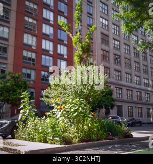 Fußgängerschutzinsel, die von Freiwilligen in Chelsea in New York am Donnerstag, 10. Juli 2025 gepflanzt wurde (© Richard B. Levine) Stockfoto