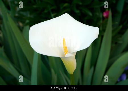 Nahaufnahme einer weißen Calla-Lilie oder Arum-lilly (Zantedeschia aethiopica), die im Sommer im Freien blüht Stockfoto