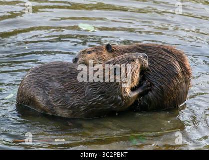 21. Juli 2019 – Elkton, OREGON, USA – Ein Paar nordamerikanischer Biber pflegt auf Felsen im Umpqua River bei Elkton im ländlichen Westen Oregons. (Bild: © Robin Loznak/ZUMA Wire) Stockfoto