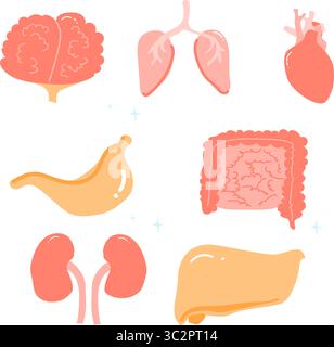 Buntes Hand gezeichnetes medizinisches Set mit menschlichen Organen - Leber, Gehirn, Herz, Magen, Nieren, und Darm. Das Konzept der Anatomie, des Gesundheitswesens, der inneren Organdiagnostik und der medizinischen Ausbildung. Stock Vektor