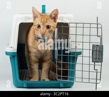 Die orange Tabby-Katze steht neugierig in der blauen Tiertrage und bereitet sich auf eine Reise vor. Heller Raum schafft lebendige Atmosphäre. Stockfoto