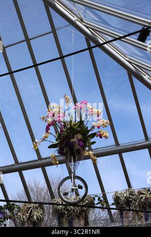 Eine einzigartige Blumenausstellung mit einem Einrad an einem engen Seil, mit einem Orchideenarrangement oben in einem Gewächshaus bei der Chicago Botanic Gardens Orchid Show Stockfoto