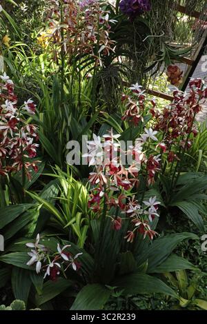 Eine Blumenausstellung voller Dendrobium- und Mottenorchiden in voller Blüte bei der Chicago Botanic Gardens Orchid Show Stockfoto