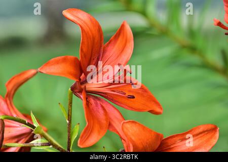 Nahaufnahme einer leuchtenden orangefarbenen Lilienblüte in voller Blüte. Detaillierte Makroansicht, die die zarten Blütenblätter und mit Pollen bedeckten Staubblätter hervorhebt. Perfekte Natur Stockfoto