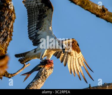 29. Juli 2019, Elkton, OREGON, USA: Ein Fischadler ernährt sich von einem großen Fisch, während er auf einem toten Baum am Umpqua River im ländlichen Westen Oregons sitzt. (Bild: © Robin Loznak/ZUMA Wire) Stockfoto
