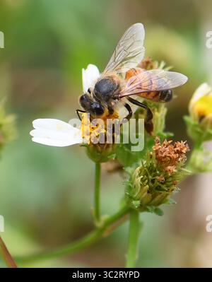 Honigbiene (APIs mellifera) auf spanischer Nadel (Bidens alba). Die spanische Nadel ist die am dritthäufigsten zugängliche Nektarquelle für die Honigproduktion i Stockfoto