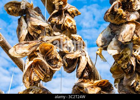 Kabeljau hängt zum Trocknen auf Holzregalen vor blauem Himmel im Dorf Sakrisoy, Lofoten, Norwegen Stockfoto