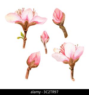 Aquarellset mit drei handgezeichneten Illustrationen von zarten rosa Pfirsichblüten und Knospen oder anderen Blüten. Stockfoto