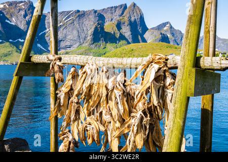 Kabeljau hängt zum Trocknen auf Holzregalen vor dem Berg im Dorf Sakrisoy, Lofoten, Norwegen Stockfoto