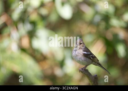 Weibliche Kaffinchen, getarnt vor fleckiger Vegetation Stockfoto