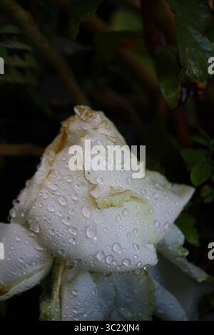 Weiße Rose bedeckt mit Wassertröpfchen, die die Textur der Blütenblätter hervorheben. An den Kanten erscheinen kleine bräunliche Flecken Stockfoto