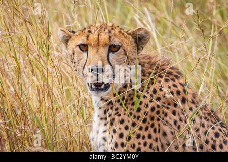 Eine Nahaufnahme eines Geparden, der unter dem Schutz des hohen Grases der Savanne sitzt und im Central Serengeti National Park in Tansania, Afrika, nach Beute sucht. Stockfoto