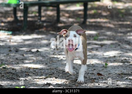August 2019, St. Petersburg, Florida, USA: Prince, ein neun Wochen alter Pitbull läuft am Donnerstag, 29. August 2019, im Kenwood Dog Park in St. Petersburg. (Bild: © Allie Goulding/Tampa Bay Times via ZUMA Wire) Stockfoto