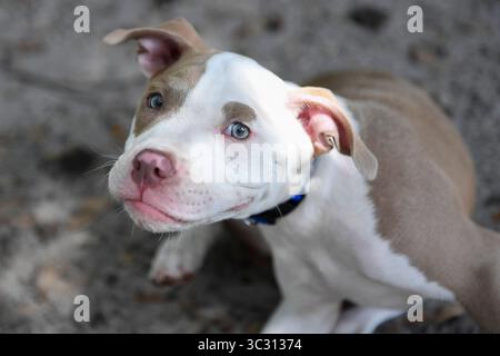 August 2019, St. Petersburg, Florida, USA: Prince, ein neunwöchiger Pitbull spielt am Donnerstag, 29. August 2019, im Kenwood Dog Park in St. Petersburg. (Bild: © Allie Goulding/Tampa Bay Times via ZUMA Wire) Stockfoto