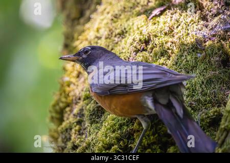 Ein amerikanischer Robin, der sich an der Seite eines moosbedeckten Baumes im Oaks Bottom Wildlife Refuge in Portland, Oregon, festhält Stockfoto