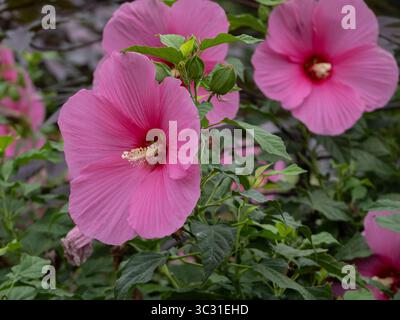 Nahaufnahme einer rosafarbenen Hibiskusblüte in voller Blüte, die ihre zarten Blütenblätter und markanten Stamen bei natürlichem Sonnenlicht hervorhebt. Stockfoto