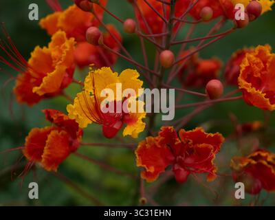Aus nächster Nähe sehen Sie lebendige Blüten der Pfauenblume (Caesalpinia pulcherrima) mit orange- und roten Blüten, die häufig in Texas angebaut werden. Stockfoto
