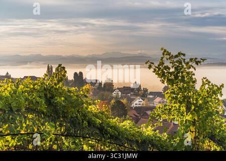Weinberg mit Blick auf das Dorf im Morgennebel, Nussbaumen, Thurgau, Schweiz Stockfoto