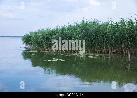 Dicht grünes Schilf säumen ein ruhiges Flussufer mit verstreuten Lilienpads, die unter weichem natürlichem Licht auf der dunklen Wasseroberfläche schwimmen. Stockfoto