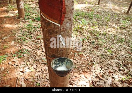 Naturkautschuk-Gewindeschneidungsprozess in der Plantage der östlichen Region Thailands Stockfoto
