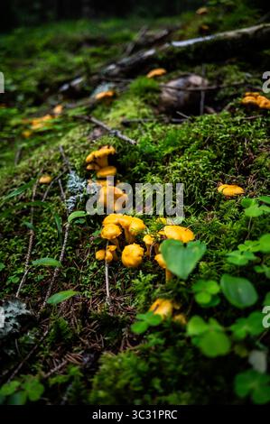 Eierschwammerl (Pfifferlinge) in den Salzburger Wäldern im Sommer am 23.07.2025. // Chanterellen im Salzburger Wald im Sommer am 23. Juli 2025. - 20250723 PD16541 Credit: APA-PictureDesk/Alamy Live News Stockfoto