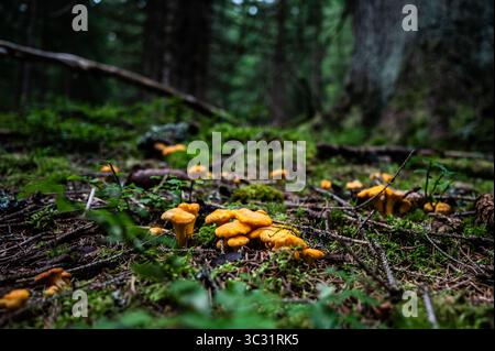 Eierschwammerl (Pfifferlinge) in den Salzburger Wäldern im Sommer am 23.07.2025. // Chanterellen im Salzburger Wald im Sommer am 23. Juli 2025. - 20250723 PD16535 Credit: APA-PictureDesk/Alamy Live News Stockfoto