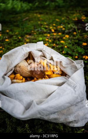 Eierschwammerl (Pfifferlinge) in den Salzburger Wäldern im Sommer am 23.07.2025. // Chanterellen im Salzburger Wald im Sommer am 23. Juli 2025. - 20250723 PD16524 Credit: APA-PictureDesk/Alamy Live News Stockfoto