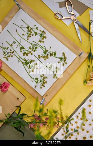 Gepresste Blumen und Blätter auf weißem Papier für botanische Kunstprojekte. Bunte Wildblumen und Grün perfekt zum Basteln, Scrapbooking, o Stockfoto
