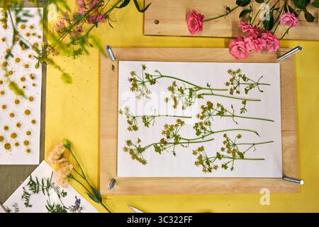 Gepresste Blumen und Blätter auf weißem Papier für botanische Kunstprojekte. Bunte Wildblumen und Grün perfekt zum Basteln, Scrapbooking, o Stockfoto