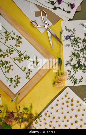 Gepresste Blumen und Blätter auf weißem Papier für botanische Kunstprojekte. Bunte Wildblumen und Grün perfekt zum Basteln, Scrapbooking, o Stockfoto