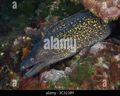 Detaillierte Ansicht einer gefleckten Muräne am Mittelmeer (Muraena helena) mit einem gefleckten Muster, halb versteckt in einem Felsen im Mittelmeer in der Nähe von Hyeres. D Stockfoto