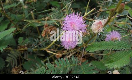 Verschlafene Pflanzenblume, putri malu, Graspflanze Stockfoto