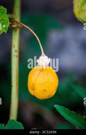 Passiflora foetida, Ramusa-Früchte, Mini-Markisa, Grasfrüchte Stockfoto