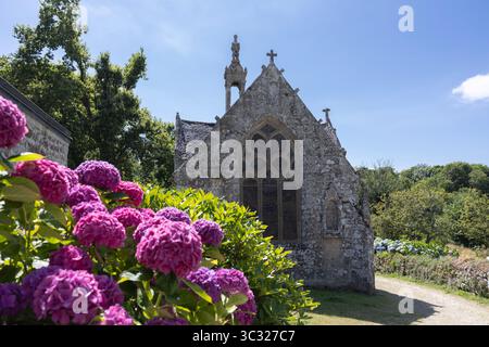 Hortensien säumen die Ostfassade der Kapelle Notre Dame de Bonne Nouvelle aus dem XV. Jahrhundert in Locronan, Bretagne, Frankreich. Stockfoto
