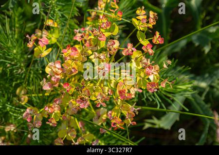 Sonnenspurge zeigt Gruppen von leuchtenden gelben und rosa Blumen, die tagsüber zwischen üppigem grünem Gras wachsen und von Sonnenlicht beleuchtet werden Stockfoto