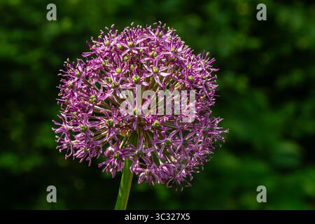 Leuchtend violette, runde Lauch-Blüten zeigen enge Gruppen von zarten Blüten, die in einer Gartenumgebung inmitten von üppigem Grün auf einem sonnigen A gedeihen Stockfoto