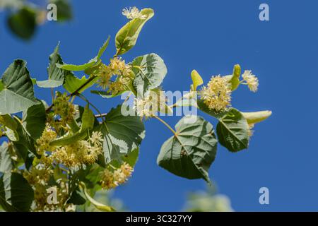 Die kleinblättrige Linde zeigt Gruppen von duftenden gelblich-weißen Blüten vor einem leuchtend blauen Himmel, die Bienen und andere Bestäuber während eines anlocken Stockfoto