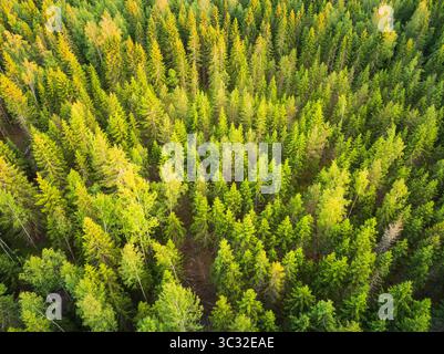 Atemberaubender Blick von oben nach unten auf einen üppigen Mischwald mit leuchtenden grünen Baumkronen im Sommer. Stockfoto
