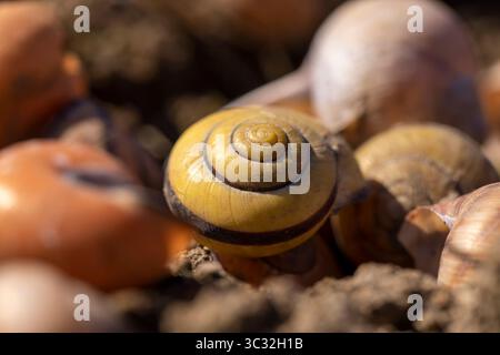 Schalen von Traubenschnecken auf dem Boden, eine große Anzahl leerer Schneckenschalen auf dem Boden nach der Überwinterung, Nahaufnahme Stockfoto