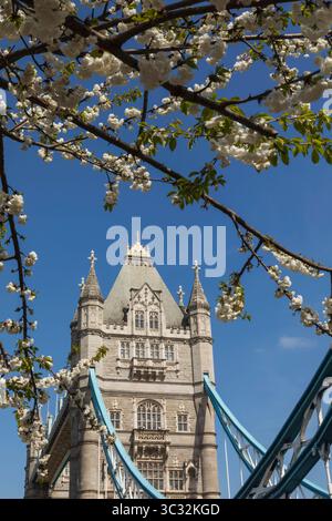 England, London, Tower Bridge und Spring Blossom in Bloom Stockfoto