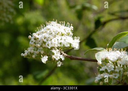 Weiße Blüten. Weißes Viburnum in voller Blüte isoliert auf grünem Hintergrund, selektiver Fokus. Wayfarer-Baum im Frühling. Stockfoto