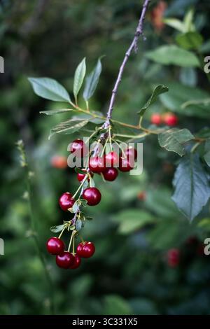 Reife rote Kirschen auf einem Zweig mit grünen Blättern. Stockfoto