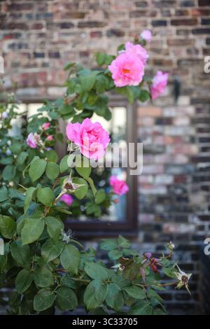Blühende pinke Kletterrosen von Brick Cottage Window Stockfoto